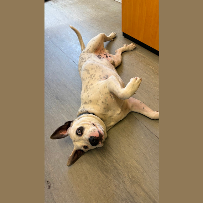 Photo of Bronco