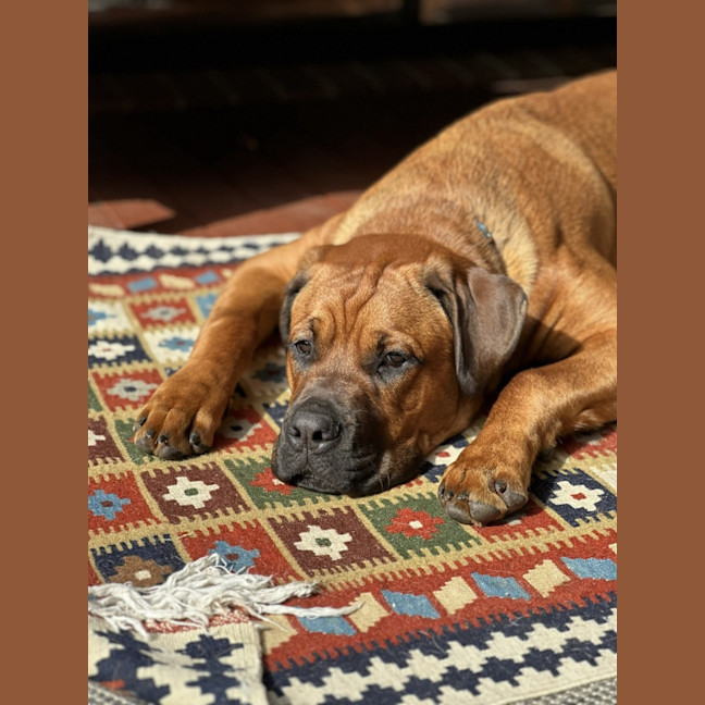 Photo of Kovu
