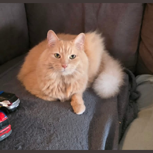 Photo of Chilli
