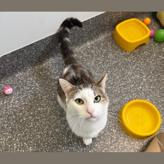 Photo of Charles Dickins