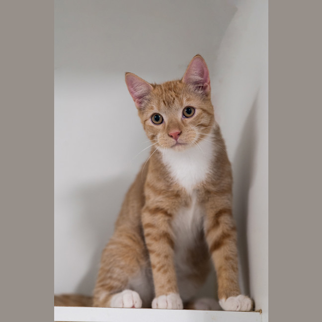 Photo of Wiggle