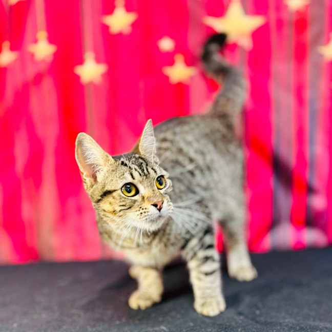 Photo of Giselle   Located In Preston 