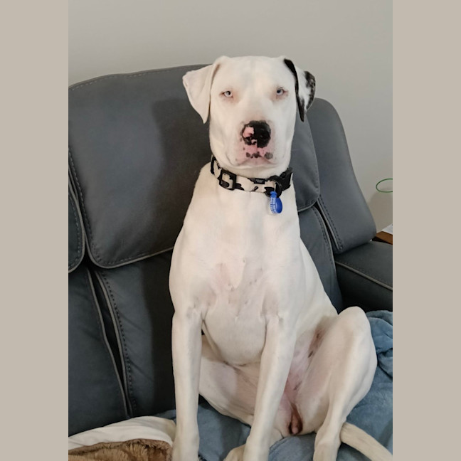 Photo of Scarlet   4 Year Old Bullmastiff