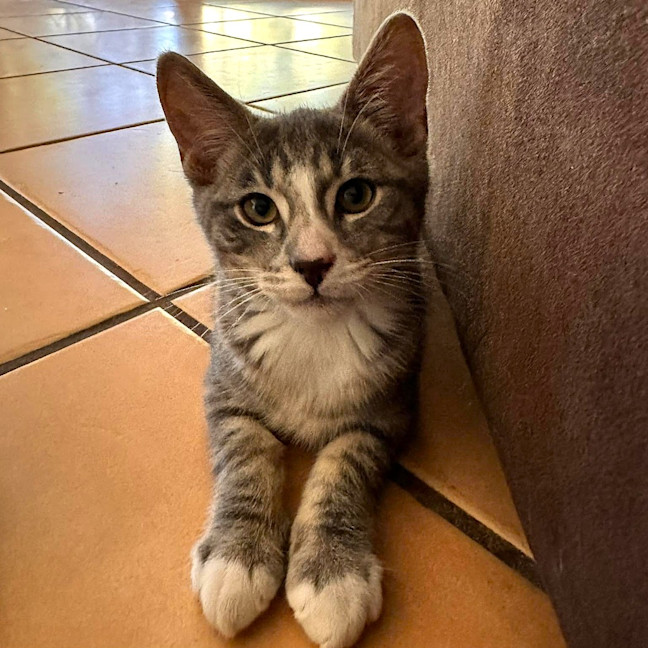 Photo of Lark