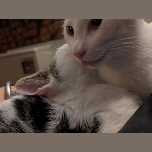 Photo of Pringles + Paella