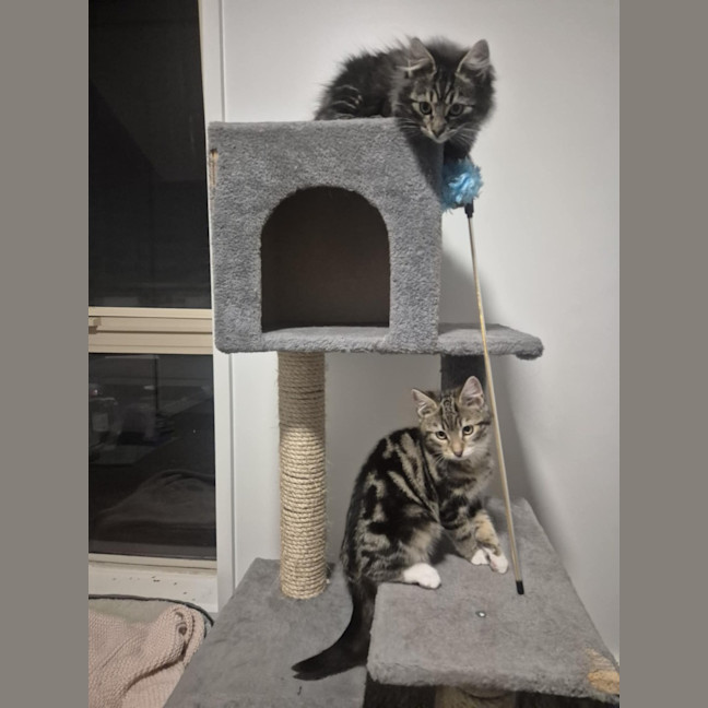 Photo of Lumi & Nova