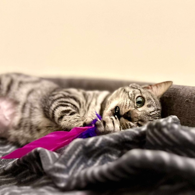 Photo of Cookie Lafufu   Located In Brunswick