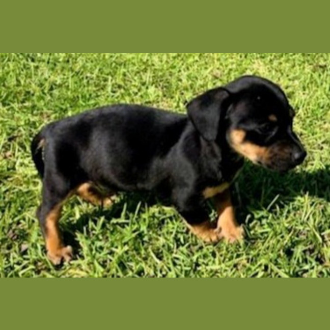 Photo of Mabel, Pug X Dachshund X French Bulldog Puppy