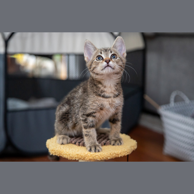 Photo of Freckle
