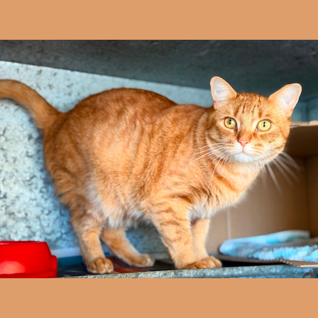 Photo of Odin