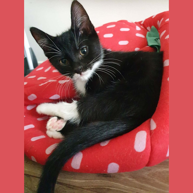 Photo of Jasper