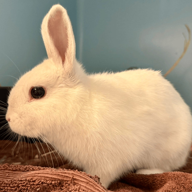 Photo of Rabbit Irwin