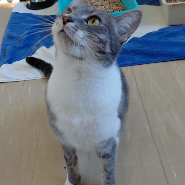 Photo of Nova