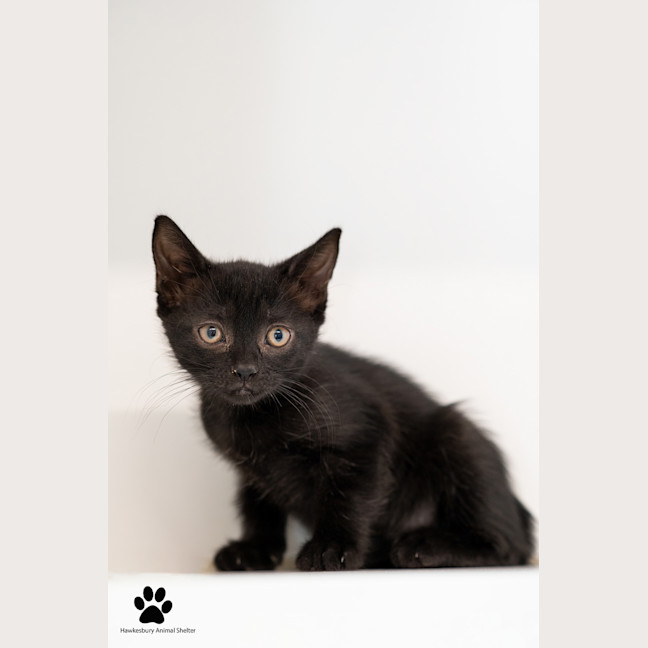 Photo of Violet