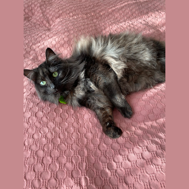 Photo of Phoebe