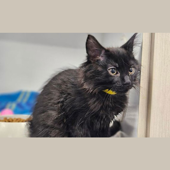 Photo of Pepper