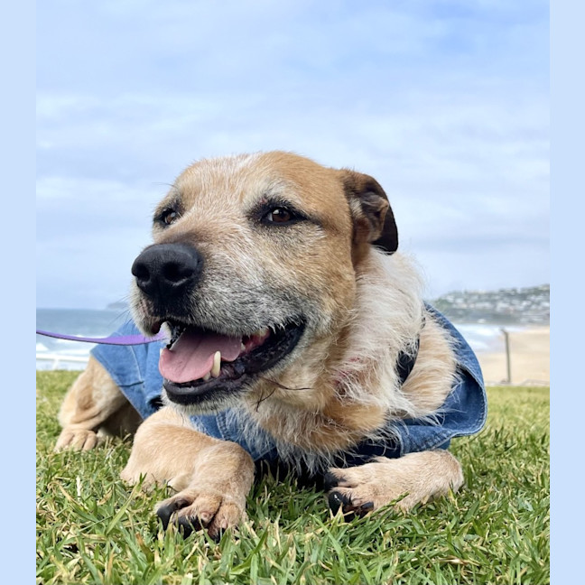 Photo of Woody