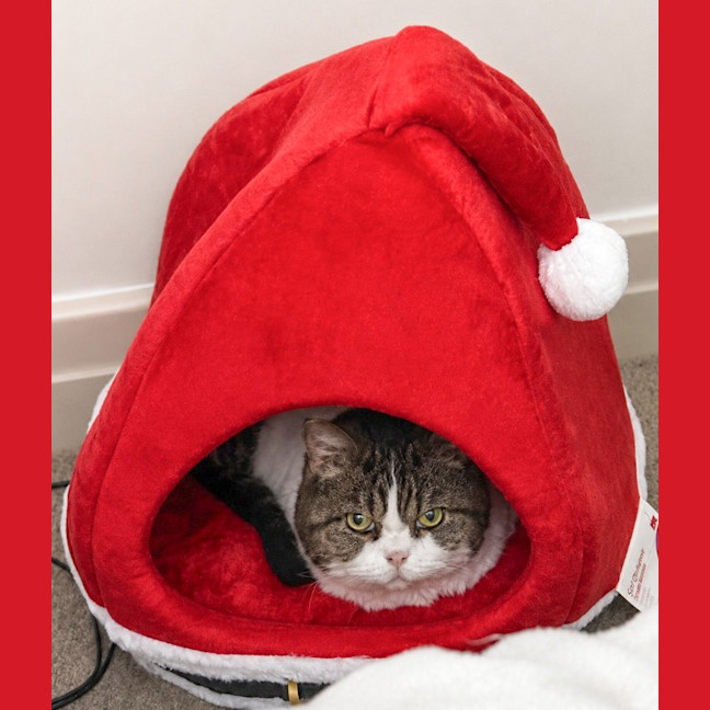Photo of Stella