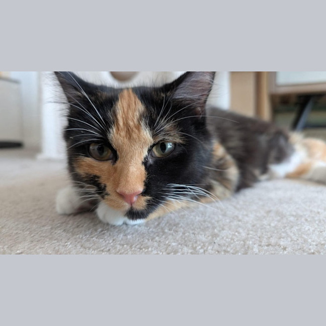 Photo of Chip & Dale