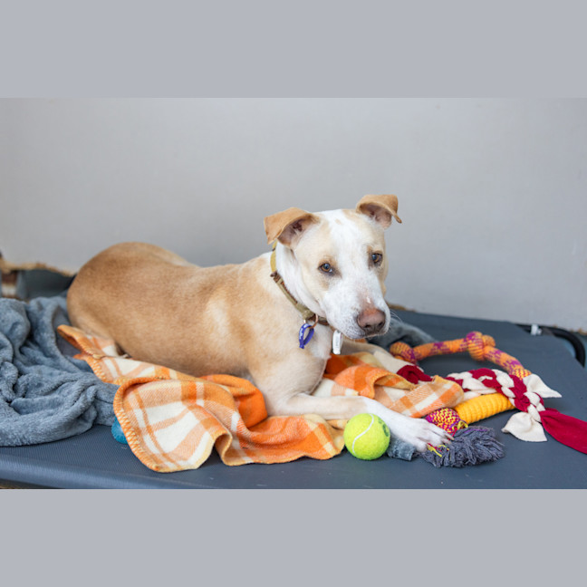 Photo of Smiley