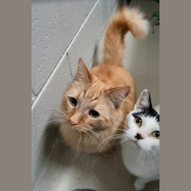 Photo of Nala (Bonded With Simba) 