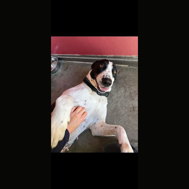Photo of Harley