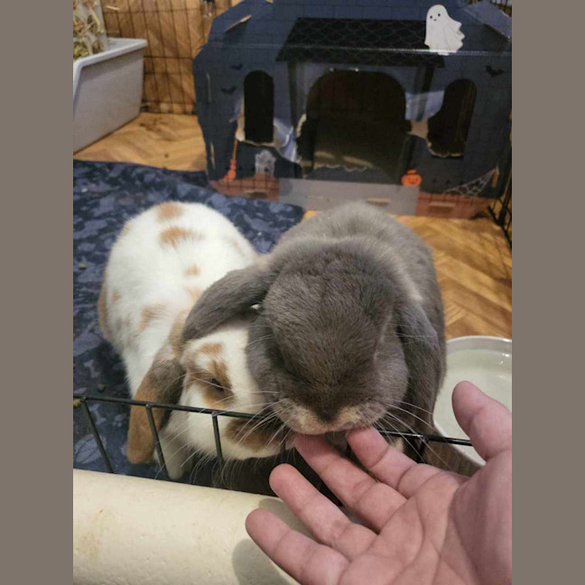 Photo of Bubbles And Squeak