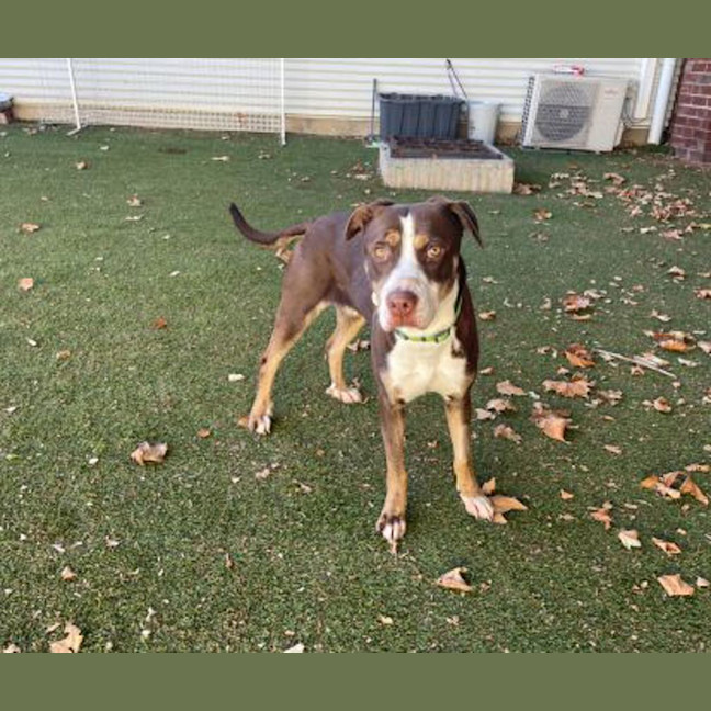 Photo of Sadie