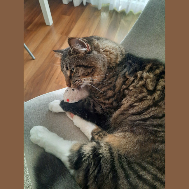 Photo of Tommy