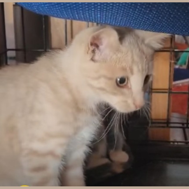 Photo of Apollo   Reduced Adoption Fee   $200