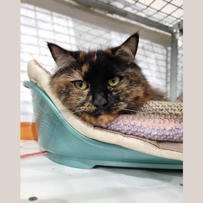 Photo of Clover