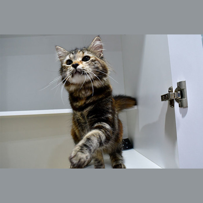 Photo of Tika Meowsala