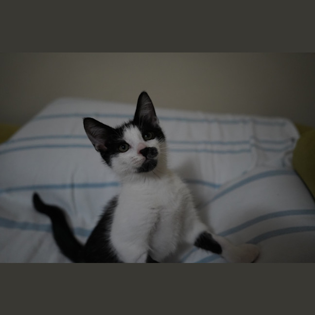 Photo of Pedro