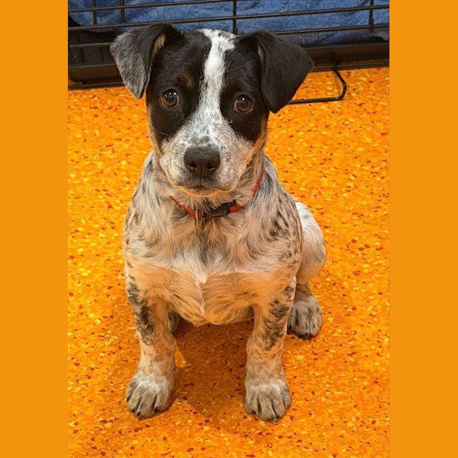 Photo of Pepper