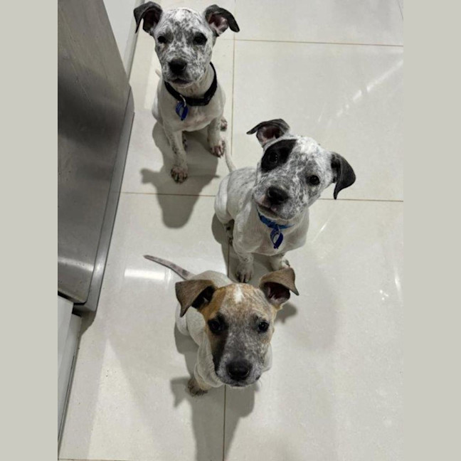 Photo of Coco   13 Week Old Cattle Dog X(trial)