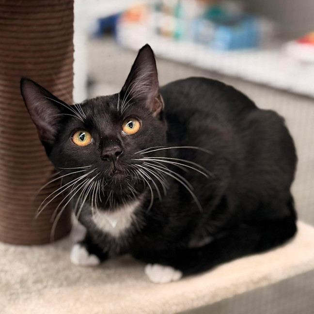 Photo of 13350   Ronal