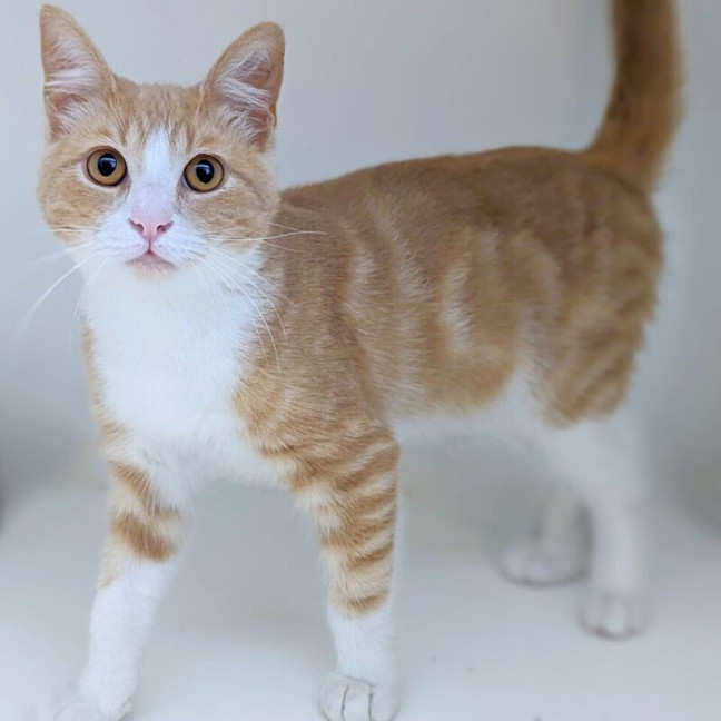 Photo of Mason