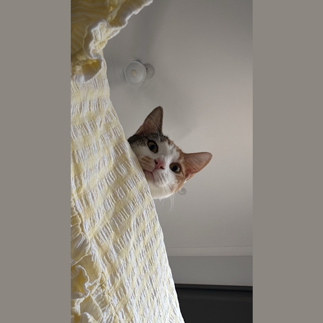 Photo of Daphne