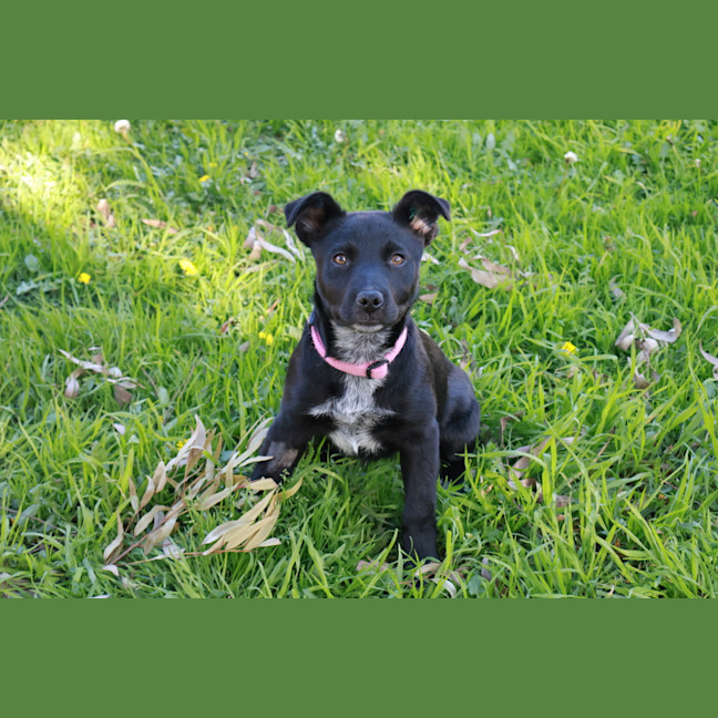 Photo of Toto