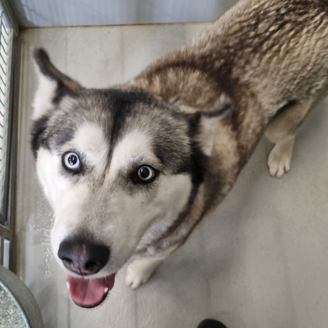 Photo of Wolf