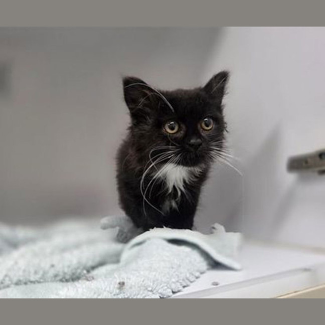 Photo of Whisky