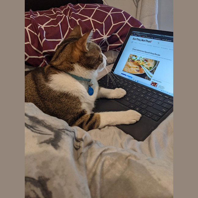 Photo of Terry The Tabby