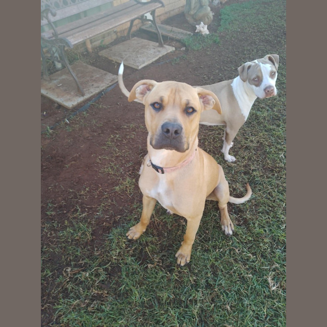 Photo of Kindle (Honey)