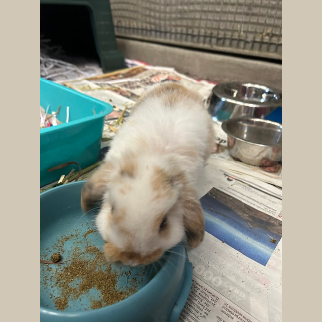 Photo of Marshmallow