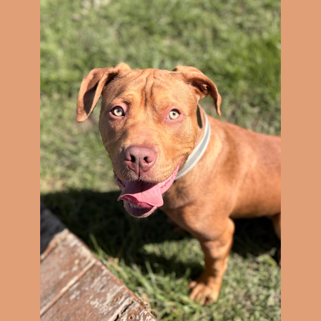 Photo of Stubby