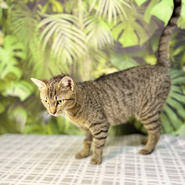 Photo of Mimosa   Located In Preston