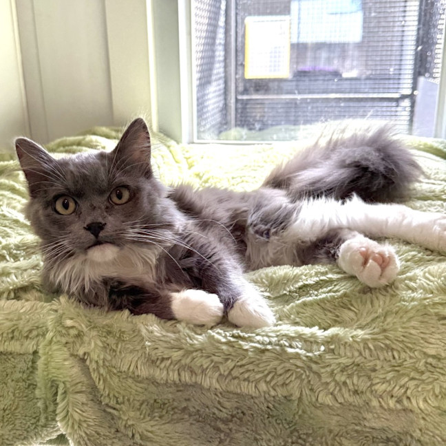 Photo of Fergus
