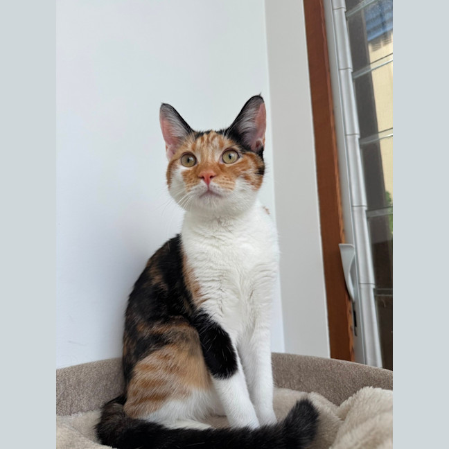 Photo of Lulu