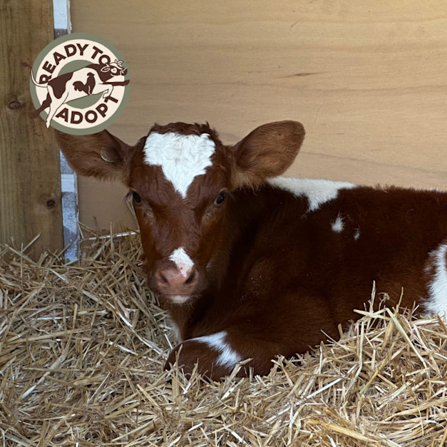 Photo of Albert, Oscar & Teddy