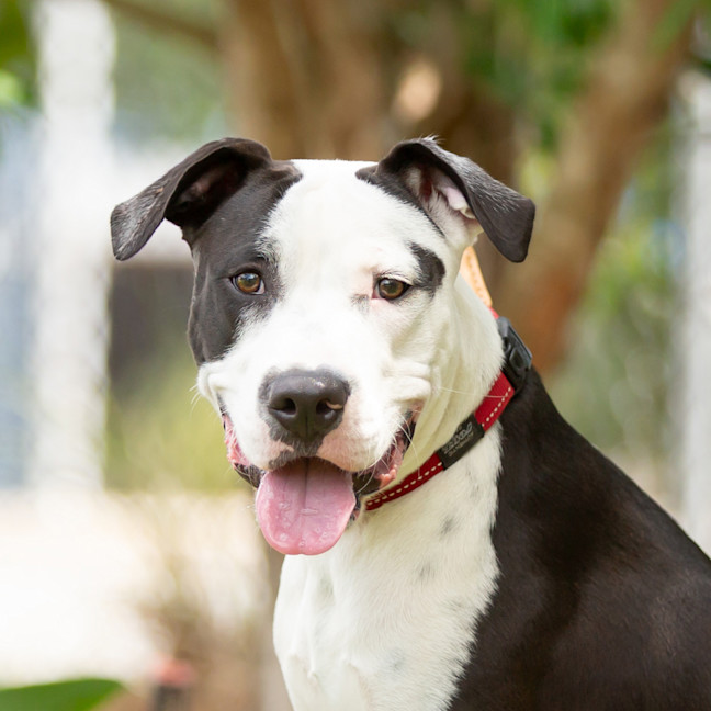 Photo of Snoopy